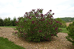 Sarah Sands Lilac (Syringa vulgaris 'Sarah Sands') at Lakeshore Garden Centres