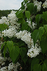 Gloire d'Aalsmeer Lilac (Syringa vulgaris 'Gloire d'Aalsmeer') at Lakeshore Garden Centres