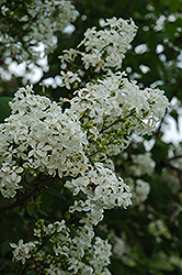 Sister Justina Lilac (Syringa x hyacinthiflora 'Sister Justina') at Lakeshore Garden Centres