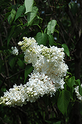 Edith Cavell Lilac (Syringa vulgaris 'Edith Cavell') at Lakeshore Garden Centres