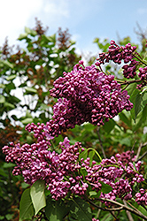 Glory Lilac (Syringa vulgaris 'Glory') at Lakeshore Garden Centres