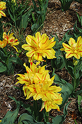 Monsella Tulip (Tulipa 'Monsella') at Lakeshore Garden Centres