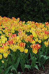 Georgette Tulip (Tulipa 'Georgette') at Lakeshore Garden Centres