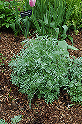 Lambrook Silver Artemisia (Artemisia absinthium 'Lambrook Silver') at Lakeshore Garden Centres