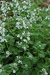 Snowflake Catmint (Nepeta x faassenii 'Snowflake') at Lakeshore Garden Centres