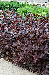 Firecracker Loosestrife (Lysimachia ciliata 'Firecracker') at Lakeshore Garden Centres