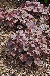 Ruby Veil Coral Bells (Heuchera 'Ruby Veil') at Lakeshore Garden Centres