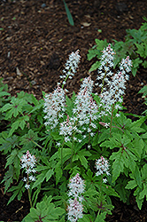 Iron Butterfly Foamflower (Tiarella 'Iron Butterfly') at Lakeshore Garden Centres