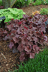 Velvet Night Coral Bells (Heuchera 'Velvet Night') at Lakeshore Garden Centres