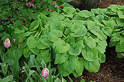 Glory Hosta (Hosta 'Glory') at Lakeshore Garden Centres