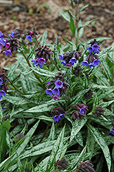 Cevennensis Lungwort (Pulmonaria longifolia 'Cevennensis') at Lakeshore Garden Centres
