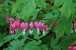 Common Bleeding Heart (Dicentra spectabilis) at The Mustard Seed