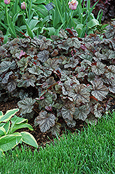 Pewter Veil Coral Bells (Heuchera 'Pewter Veil') at Lakeshore Garden Centres