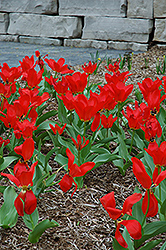 Red Emperor Tulip (Tulipa fosteriana 'Red Emperor') at Peter Knippel Garden Centre