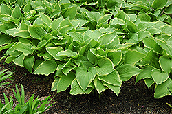 Summer Fragrance Hosta (Hosta 'Summer Fragrance') at Lakeshore Garden Centres