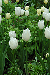 Maureen Tulip (Tulipa 'Maureen') at Lakeshore Garden Centres