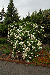 Mme. Lemoine Lilac (Syringa vulgaris 'Mme. Lemoine') at Golden Acre Home & Garden