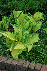 On Stage Hosta (Hosta 'On Stage') at Lakeshore Garden Centres
