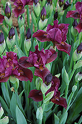 Alice Bakke Iris (Iris 'Alice Bakke') at Lakeshore Garden Centres