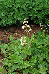 June Bride Coral Bells (Heuchera sanguinea 'June Bride') at Lakeshore Garden Centres