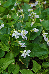 Freckles Violet (Viola sororia 'Freckles') at Lakeshore Garden Centres