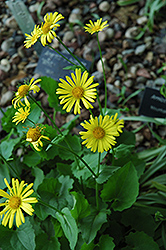 Magnificum Leopard's Bane (Doronicum orientale 'Magnificum') at Lakeshore Garden Centres