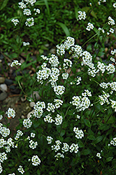 Whitlow Grass (Draba alpina 'var. glacialis') at Lakeshore Garden Centres