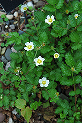 Rock Cinquefoil (Potentilla rupestris) at Lakeshore Garden Centres