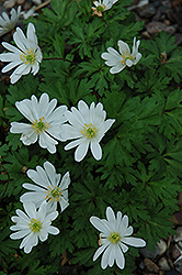 White Splendor Windflower (Anemone blanda 'White Splendor') at Lakeshore Garden Centres