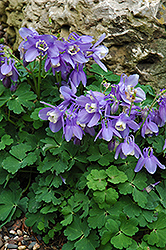 Dwarf Columbine (Aquilegia flabellata 'Nana') at Lakeshore Garden Centres