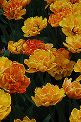 Cretaceous Tulip (Tulipa 'Cretaceous') at Lakeshore Garden Centres