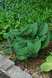 Fond Hope Hosta (Hosta 'Fond Hope') at Lakeshore Garden Centres
