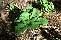 Challenger Hosta (Hosta 'Challenger') at Lakeshore Garden Centres