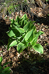 Gold Seer Hosta (Hosta 'Gold Seer') at Lakeshore Garden Centres