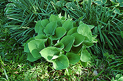 Midas Touch Hosta (Hosta 'Midas Touch') at Lakeshore Garden Centres