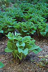 Siebold's Hosta (Hosta sieboldiana) at Lakeshore Garden Centres