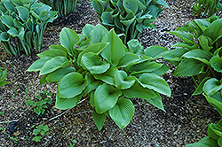 Mountain Hosta (Hosta montana) at Lakeshore Garden Centres