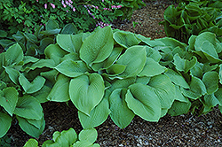 Colossal Hosta (Hosta 'Colossal') at Lakeshore Garden Centres