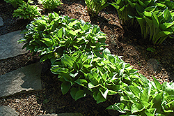 Rim Rock Hosta (Hosta 'Rim Rock') at Lakeshore Garden Centres