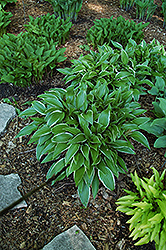 Silver Lance Hosta (Hosta 'Silver Lance') at Lakeshore Garden Centres