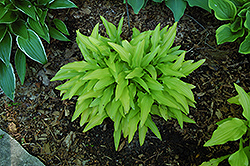 Bitsy Gold Hosta (Hosta 'Bitsy Gold') at Lakeshore Garden Centres