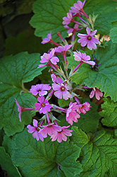 Japanese Primrose (Primula kisoana) at Lakeshore Garden Centres