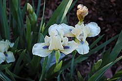 Serenity Prayer Iris (Iris 'Serenity Prayer') at Lakeshore Garden Centres