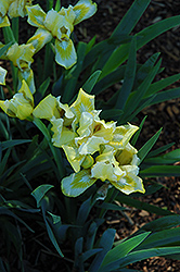 Pacman Iris (Iris 'Pacman') at Lakeshore Garden Centres