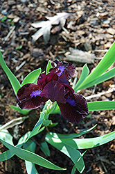 Tarheel Elf Iris (Iris 'Tarheel Elf') at Lakeshore Garden Centres