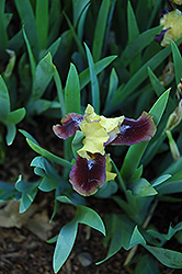 Being Busy Iris (Iris 'Being Busy') at Lakeshore Garden Centres