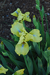 Rita Kinsella Iris (Iris 'Rita Kinsella') at Lakeshore Garden Centres