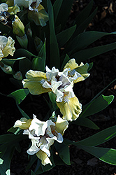 Flirty Mary Iris (Iris 'Flirty Mary') at Lakeshore Garden Centres