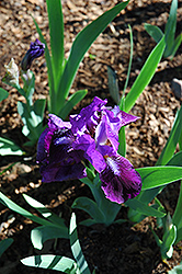 Joette Iris (Iris 'Joette') at Lakeshore Garden Centres
