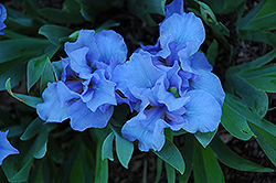 Raindance Iris (Iris 'Raindance') at Lakeshore Garden Centres